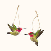 Kolibrík ružovo-zelený