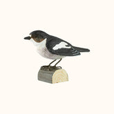 Muchárik čiernohlavý