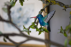 modrý kolibrík 
