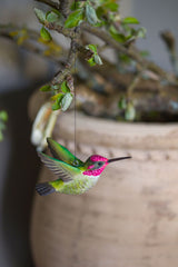 Kolibrík ružovo-zelený
