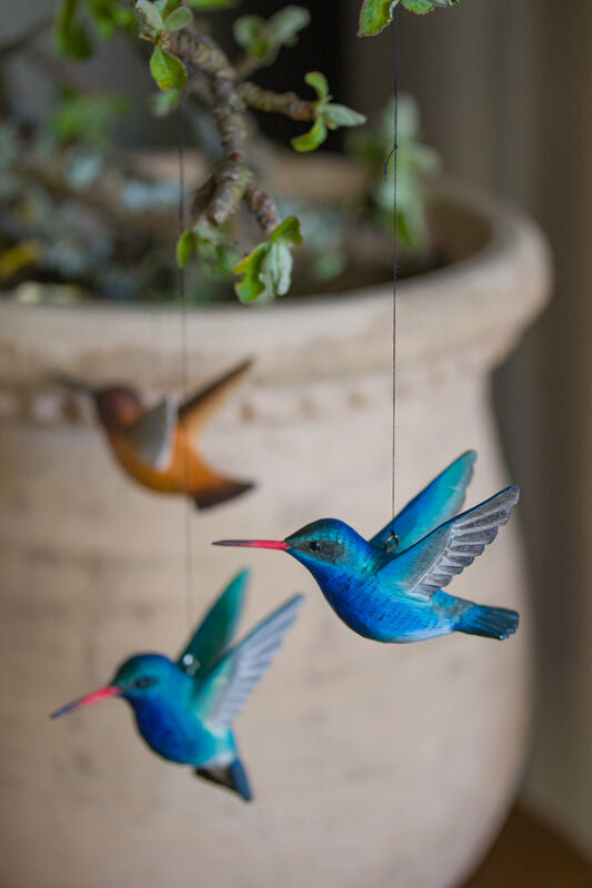 modré kolibríky