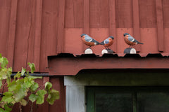 rustikálna dekorácia vtáčik
